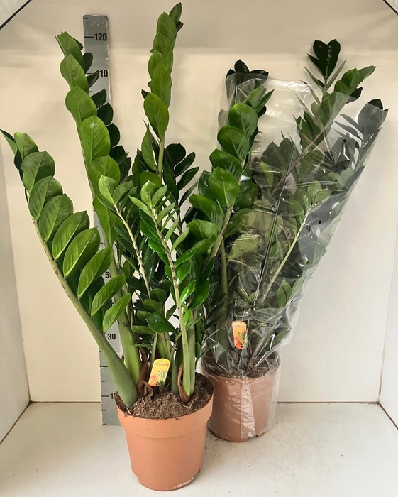 <h4>ZAMIO ZAMIIFOLIA</h4>