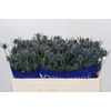 Eryngium Blue Dynamite