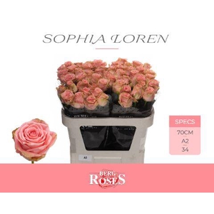 R GR SOPHIA LOREN @ A2