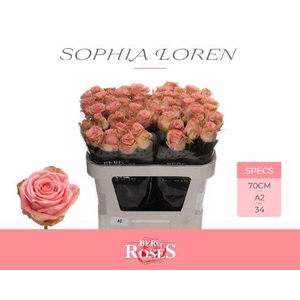 R GR SOPHIA LOREN @ A2