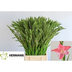 Glad Kl Charm Beauty Hermans