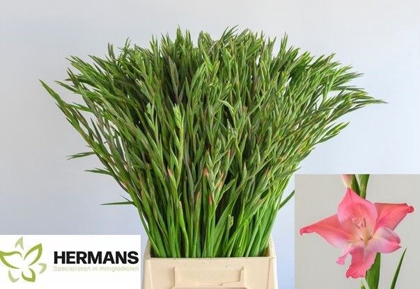 <h4>Glad Kl Charm Beauty Hermans</h4>