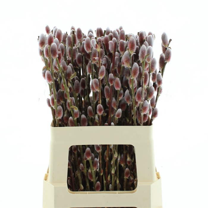 <h4>Salix Ch Red Passion</h4>