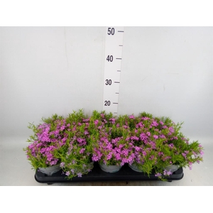Phlox douglasii 'Pink Admiral'