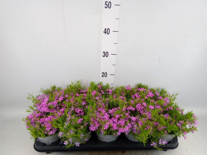 <h4>Phlox douglasii 'Pink Admiral'</h4>