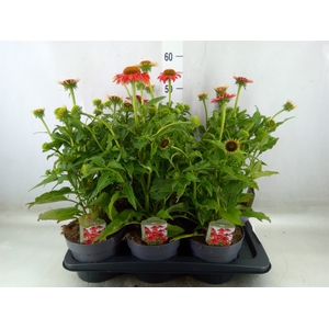 Echinacea  'Lakota Red Ombre'