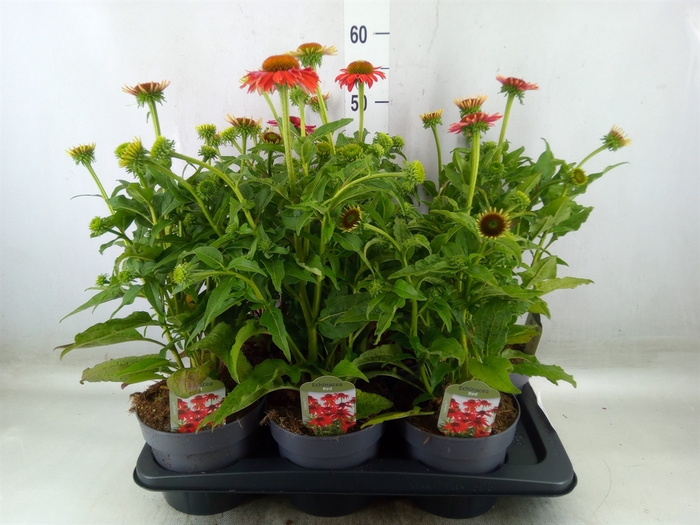 <h4>Echinacea  'Lakota Red Ombre'</h4>