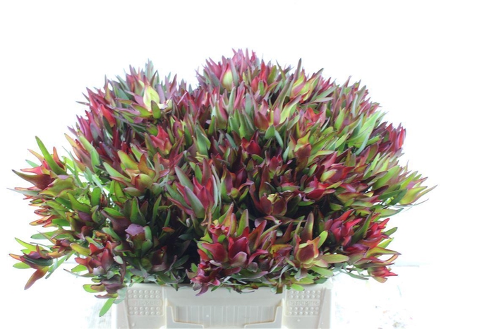 <h4>Leucad Sal Blush</h4>