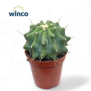 FEROCACTUS GLAUCES