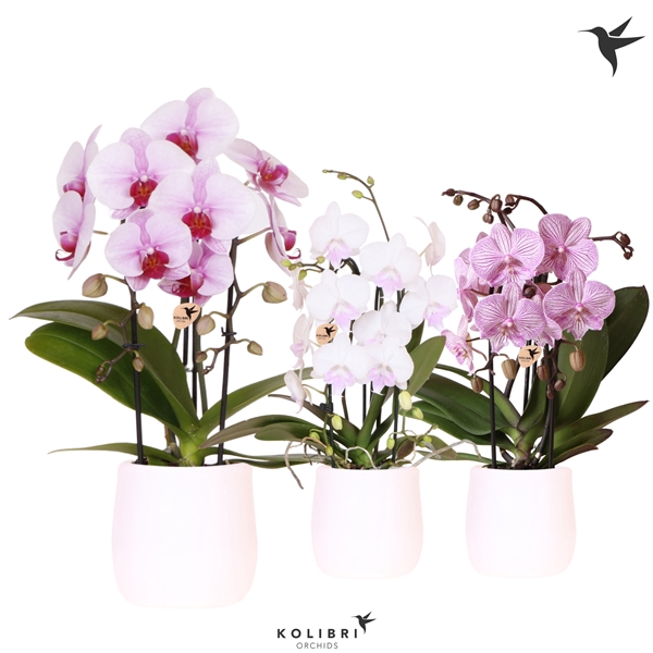 <h4>Kolibri Orchids Niagara fall mix 2 spike in white pot</h4>