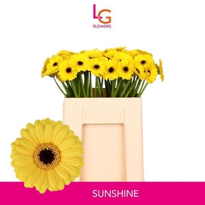 Ge Mi Sunshine