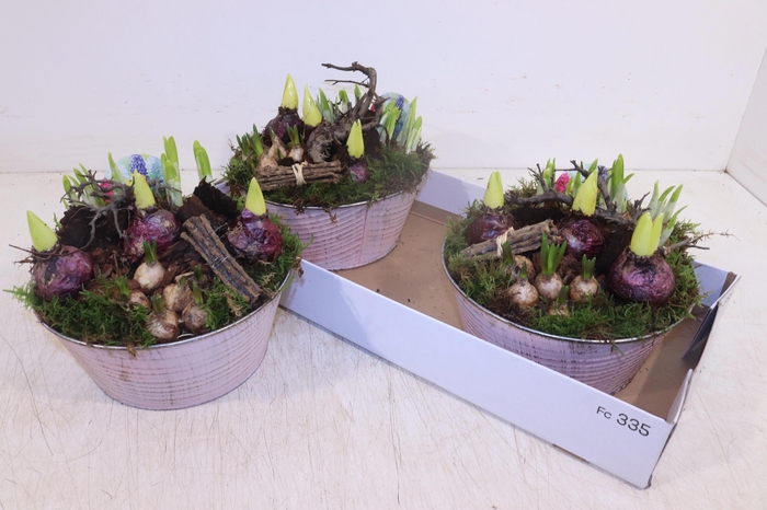 <h4>ARR BOL KNOLGEWAS</h4>