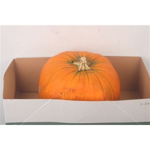 Cuc P Halloween Xxl X1