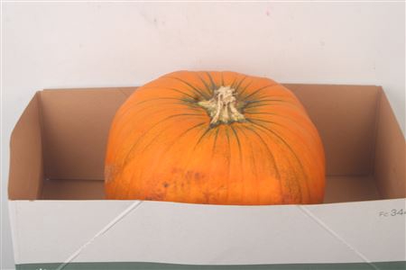 <h4>Cuc P Halloween Xxl X1</h4>
