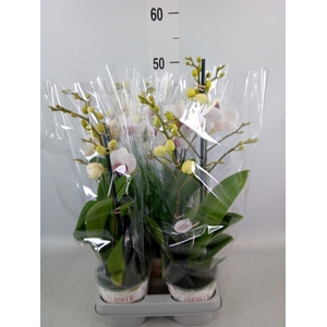 Phalaenopsis   ...white