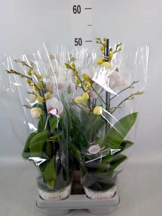 <h4>Phalaenopsis   ...white</h4>