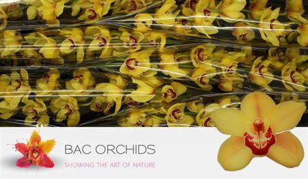 <h4>Cymb T Rijsenhout</h4>