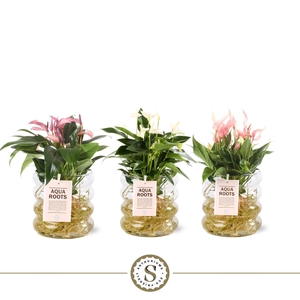 Aqua Roots Riccio glas Mix