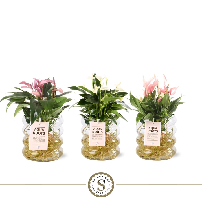 <h4>Aqua Roots Riccio glas Mix</h4>