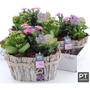 ARR TUINPLANTEN