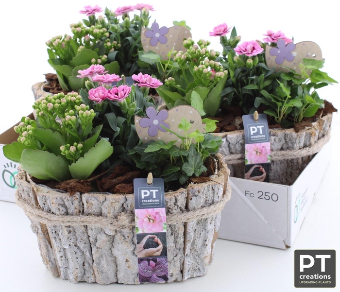 <h4>ARR TUINPLANTEN</h4>