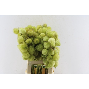 Asclepia Gom Fr Moby Dick