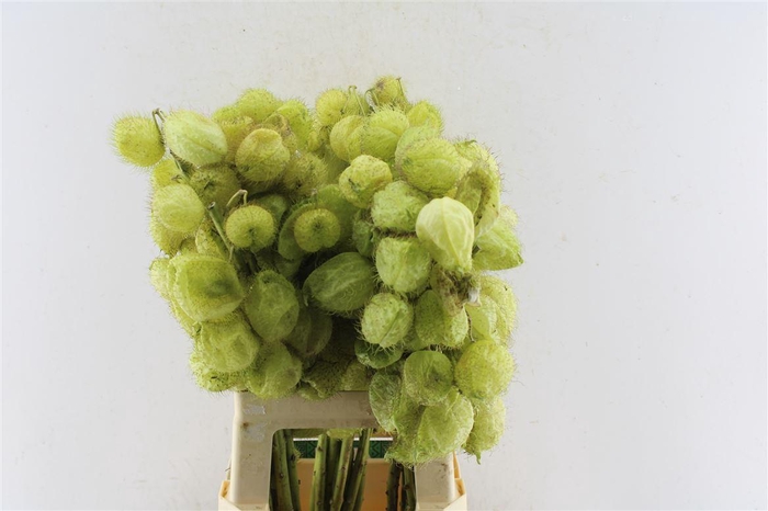 <h4>Asclepia Gom Fr Moby Dick</h4>