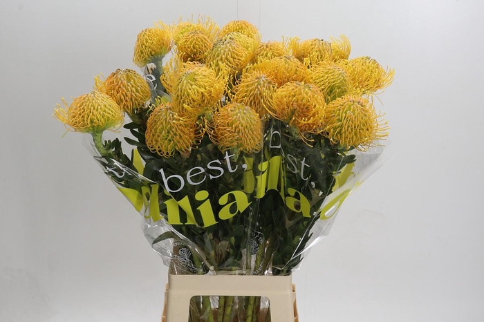 <h4>Nutans Haw Catherinae</h4>