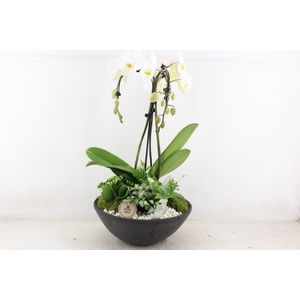 arr2 PL - Ebbi black phal. paraplu wit