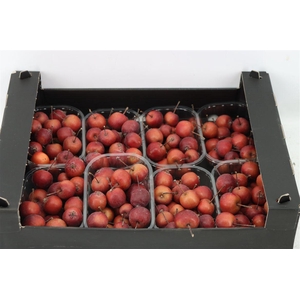Sier Malusappel Red X8