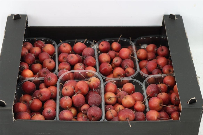 <h4>Sier Malusappel Red X8</h4>
