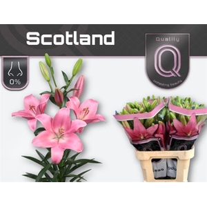 Li La Scotland