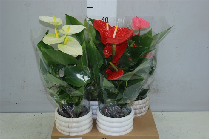 <h4>Anth An Gemengd Marble Keramiek</h4>
