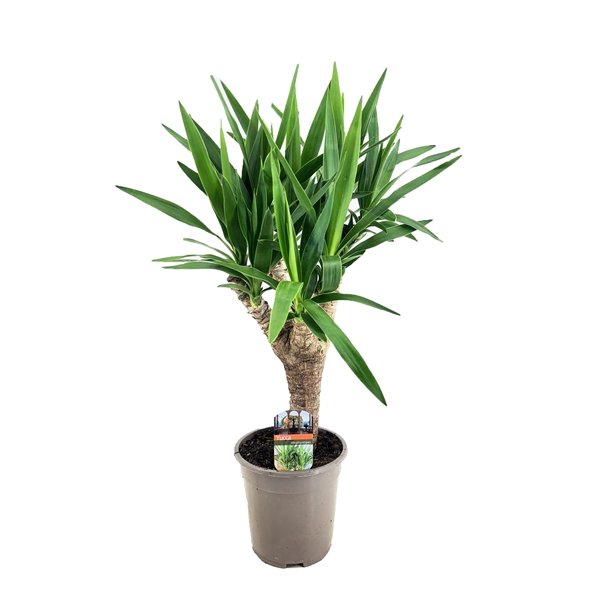 <h4>Yucca elephantipes vertakt</h4>