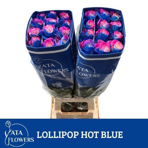 <h4>R gr Tinted Lollipop Hot Blue</h4>