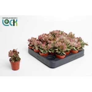 Crassula Moneymaker Varigata