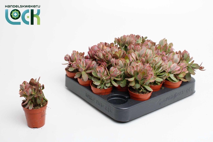 <h4>Crassula Moneymaker Varigata</h4>
