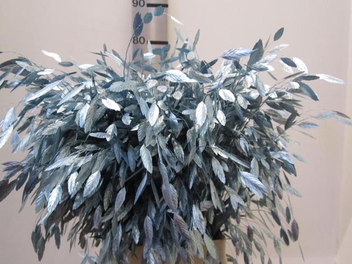 <h4>Chasmanthium Metallic Blauw</h4>