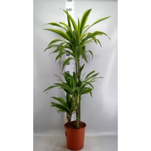 Dracaena fr de 'LemonLime'