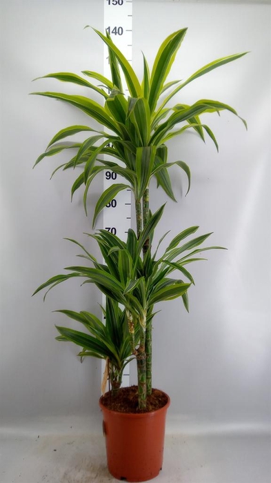 <h4>Dracaena fr de 'LemonLime'</h4>