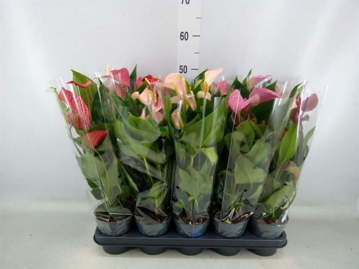 <h4>Anthurium   ...mix</h4>