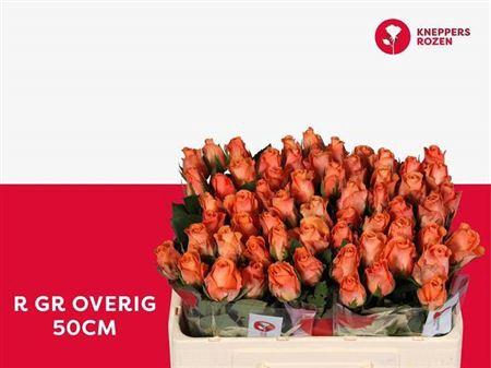 <h4>R Gr Orange Queen</h4>