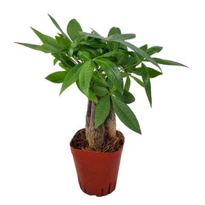 Pachira Aquatica 7 cm Triple stam