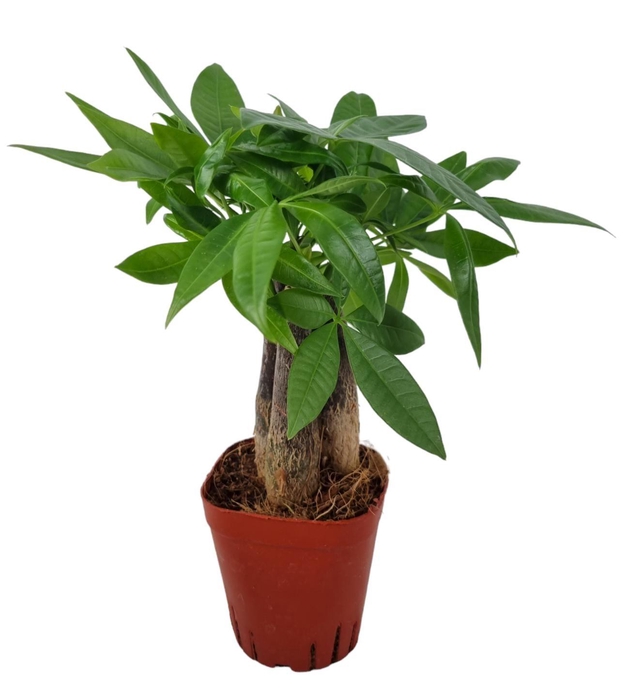 <h4>Pachira Aquatica 7 cm Triple stam</h4>