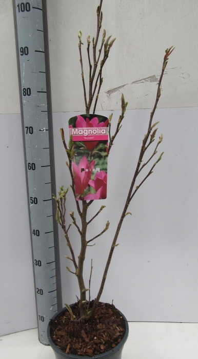 <h4>MAGN SUSAN stock</h4>