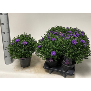 ASTER D BLUE LAPIS
