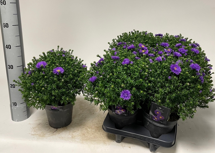 <h4>ASTER D BLUE LAPIS</h4>