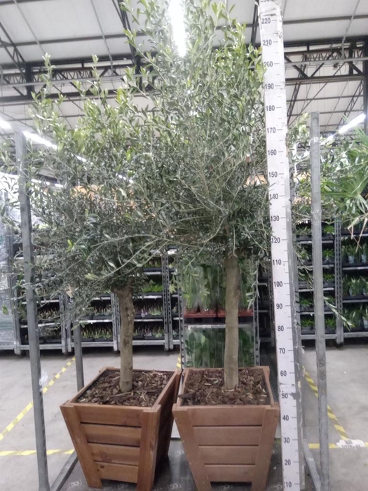 <h4>Olea europaea</h4>