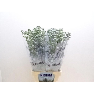 Delph Magical Lavender Kisima