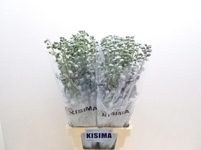 <h4>Delph Magical Lavender Kisima</h4>